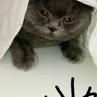 اسکاتیش شرت هیر /مو مخملی چشم جغدی/۲ماهه