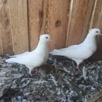 کبوتر فروشی