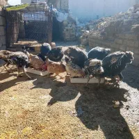 بوقلمون|حیوانات مزرعه|آبدانان, |دیوار