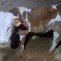گوساله ‌سمیتال‌نر‌شرابی