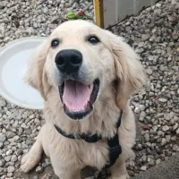 فروش سگ گلدن