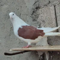 جفت طوقی|پرنده|اردبیل, |دیوار