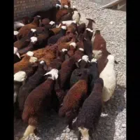 بره نر سبک افشاری درجه یک