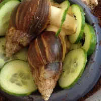 حلزون|خزنده|فردیس, قریشی|دیوار