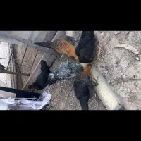 مرغ بومی دم به تخم