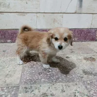 سگ ۲ماهه
