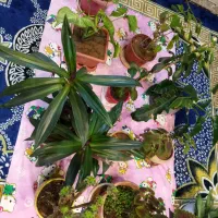 تعدادی گل و گیاه|گل و گیاه طبیعی|شاهینشهر, شهرک هشت بهشت|دیوار