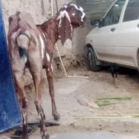 بزپنچابی جوان تازه نرخورده|حیوانات مزرعه|سراوان, |دیوار
