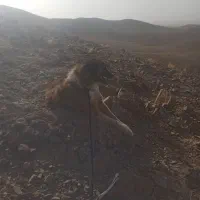 گم.شده|سگ|سبزوار, قصبه شرقی|دیوار