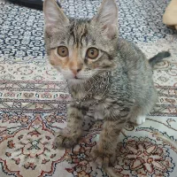 واگذاری رایگان بچه گربه dsh
