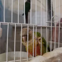 یک جفت گرینچیک