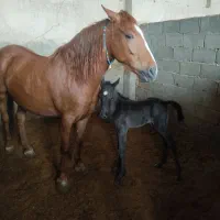 اسب|اسب و تجهیزات اسب‌سواری|اصفهان, عباس‌آباد|دیوار