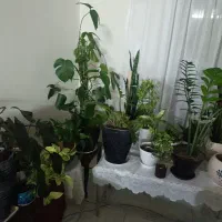 فروش گل و گیاه