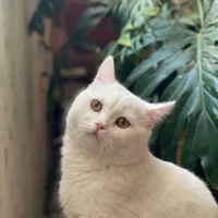 گربه پرشین مهربون و بازیگوش