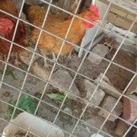 مرغ بومی وگلین
