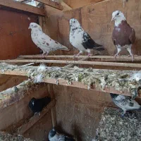 کفتر پرشی کفتر کار