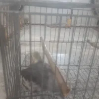 یک عروس هلندی نر بالغ|پرنده|کبودرآهنگ, |دیوار