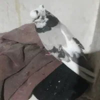 کبوتر قنار