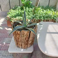 گلدان گل آگاو ابلق درجه یک سایز بزرگ کاکتوس آگا|گل و گیاه طبیعی|اصفهان, دهنو|دیوار