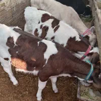 کود گاوی 4ساله