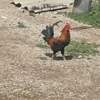 یک عدد خروس