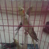 عروس هلندی