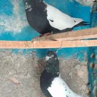 کبوترزینتی|پرنده|خاوران, |دیوار