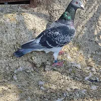 کبوتر