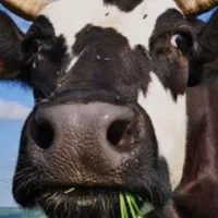 خریدارآغوز گاو