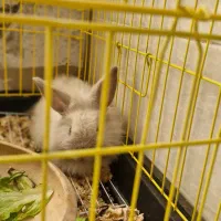 فروش خرگوش|موش و خرگوش|بندرعباس, |دیوار