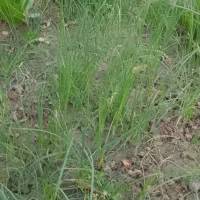 تخم (بوته )پیاز قرمز