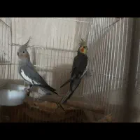 تعدادی وسایل جهت معاوضه|بوفه، ویترین، کنسول|آزادشهر, |دیوار