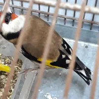 سهره چند ماه قفس بخون|پرنده|اردبیل, |دیوار