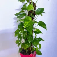 گل وگیاه طبیعی اپارتمانی آماده با گلدان