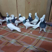 کبوتر طوقی در شادگان