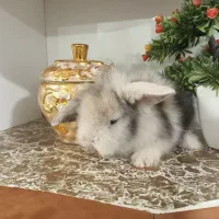 خرید وفروش بچه خرگوش