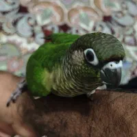 طوطی گرینچیک|پرنده|قشم, |دیوار