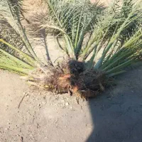 پاجوش نخل|خدمات باغبانی و درختکاری|وحدتیه, |دیوار