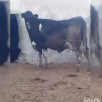 گاو ماده|حیوانات مزرعه|سراوان, |دیوار