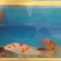کوی مولد سایز بزرگ|ماهی|کاشان, باغچه فیض|دیوار
