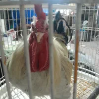 خروس بابت قصابی