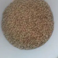 عدس ریز درجه یک
