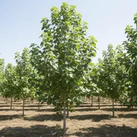 نهال صنوبر با ضمانت رشد و ارسال فوری به سراسر کشور