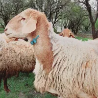 قوچ (ورن) چینی اصیل جوان