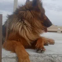 ژرمن شپرد شولان