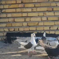 کبوتر پشت دار قهوه ای