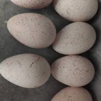 تخم بوقلمون