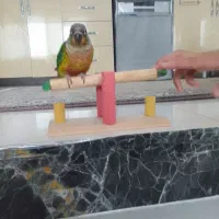 معاوضه با هنگدرام و گیتار ولب تاب و گوشی|پرنده|پرند, فاز ۶|دیوار