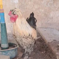 یک جفت سلطان و جوجه سلطان|حیوانات مزرعه|قم, انسجام|دیوار