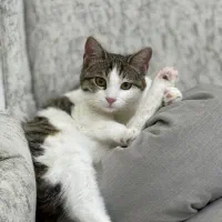 واگذاری گربه نر مهربان و اهلی|گربه|تهران, دانشگاه شریف|دیوار